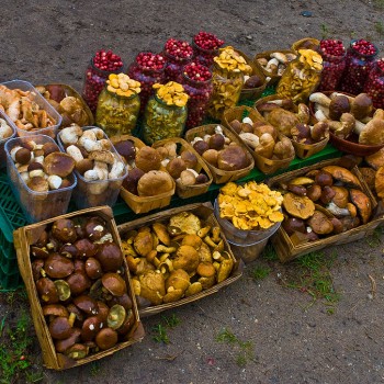 Grybų-Norvegijoje-kaip-iš-gausybės-rago