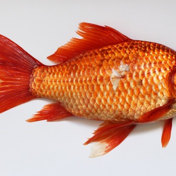 goldfish-537832_1280